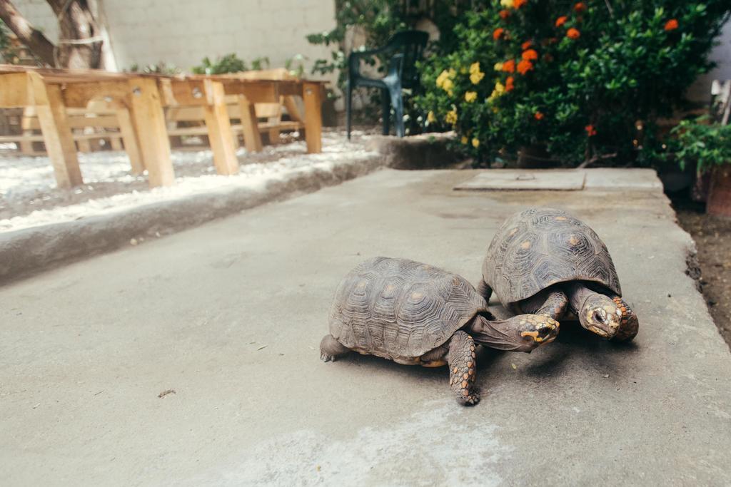 La Tortuga Hostel Taganga Bagian luar foto